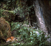 Bandhavgarh